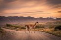 101 Torres Del Paine, guanaco